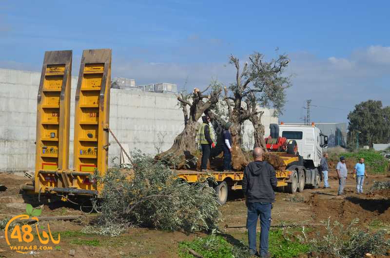 hadm ramla zatoen (16).JPG